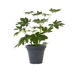 Pflanzgefäße*SIENA GARDEN Amalia Pflanzkübel