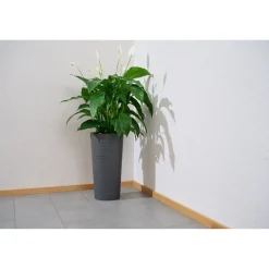 Pflanzgefäße*SIENA GARDEN Locon Groove Blumentopf