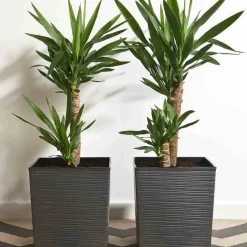 Pflanzgefäße*SIENA GARDEN Nizza Groove Blumentopf