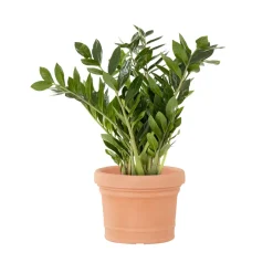 Pflanzgefäße*SIENA GARDEN Norah Pflanzkübel